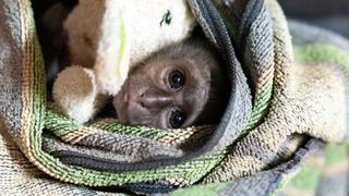 Monkey Madness Monkey Madness