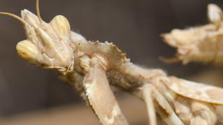 Devils Flower Mantis Devils Flower Mantis