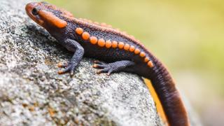 Crocodile Newt Crocodile Newt