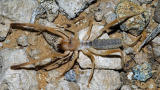 Tenlegged Terror Tenlegged Terror