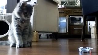 Playful Pets Playful Pets