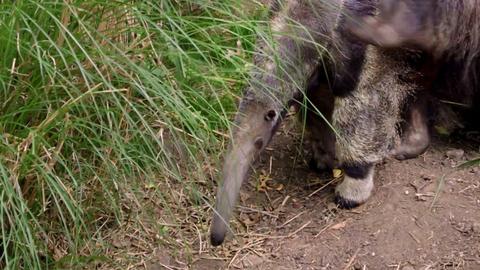 Velcro the Incredible