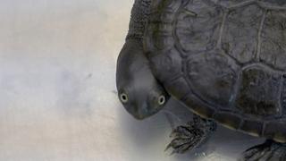 The Great Turtle Comeback The Great Turtle Comeback