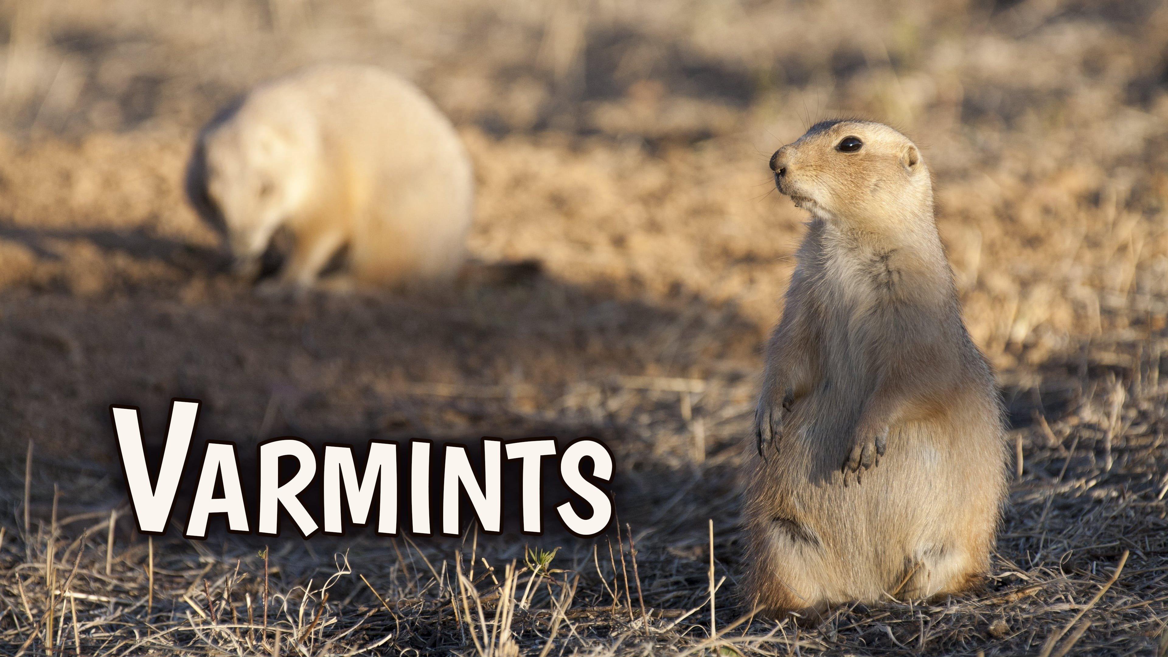 Watch Varmints Streaming on Philo