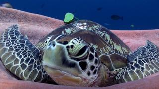 Just Keep Swimming Just Keep Swimming