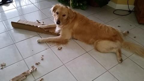 Drop It Like It's Paw't