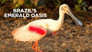 Brazil's Emerald Oasis