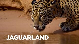 Jaguarland