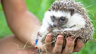 Creatures Great and Small Creatures Great and Small