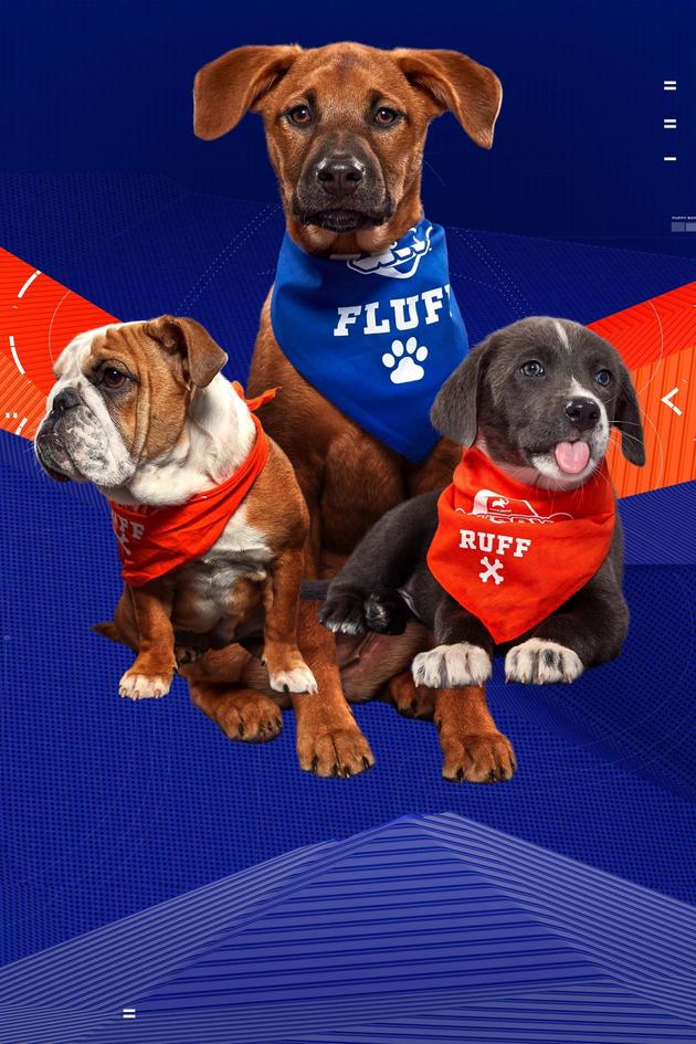 Road to Puppy Bowl