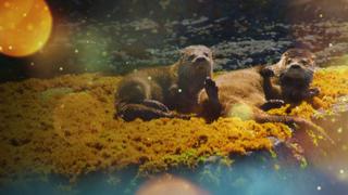 Chungungo: The World's Smallest Otter Chungungo: The World's Smallest Otter