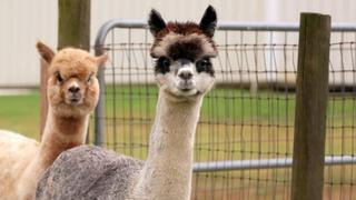 Alpaca-lypse Alpaca-lypse