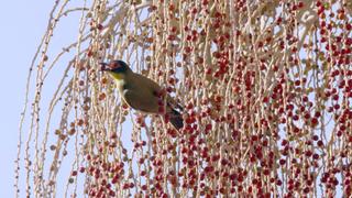 Collectors Collectors