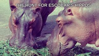 The Hunt for Escobar's Hippos