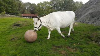 Cleanliness Is Next to Dogliness