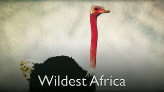  watch Wildest Africa