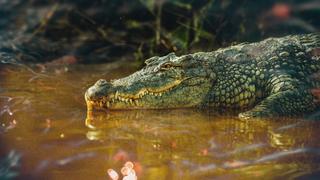 Chasing the Giant Croc