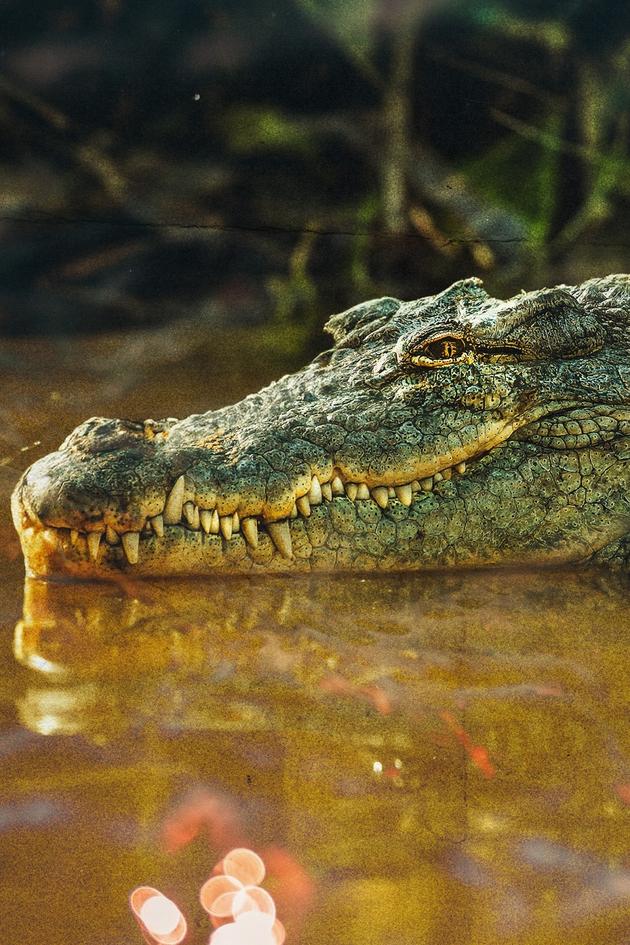 Chasing the Giant Croc