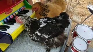 Bird Brain Bird Brain