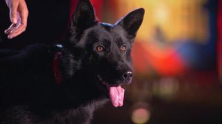 Young Dog, Old Tricks Young Dog, Old Tricks