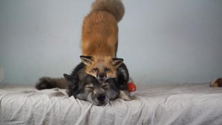 Cuddle Party! Cuddle Party!