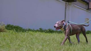 Pit Bulls and Parolees