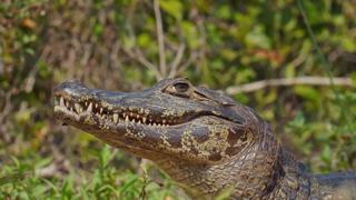 Realm of the Caiman Realm of the Caiman