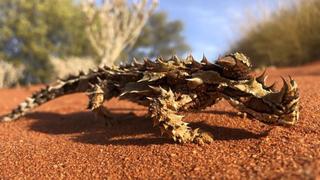 Aliens of the Outback Aliens of the Outback