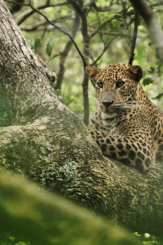 Wild Sri Lanka: Realm of the Leopard