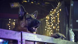 Old Dog New Tricks Old Dog New Tricks