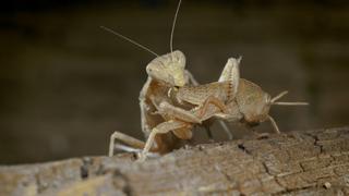 Exterminators Exterminators