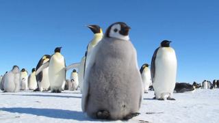 Herd Mentality Herd Mentality