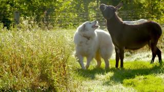 Best Friends Furever With Kel Mitchell