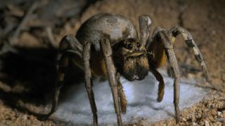 Spiders and scorpions Spiders and scorpions