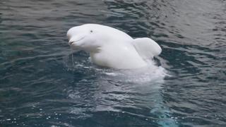 Big Is Beautiful Big Is Beautiful