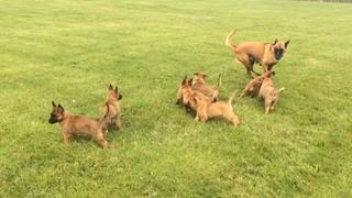 AnimalSMR: Eating with Pets