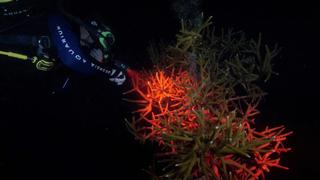 Coral Super Bowl Coral Super Bowl