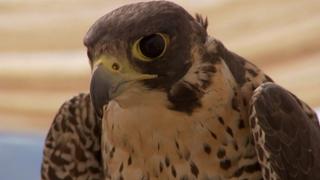 The Best of Hoo and Me The Best of Hoo and Me