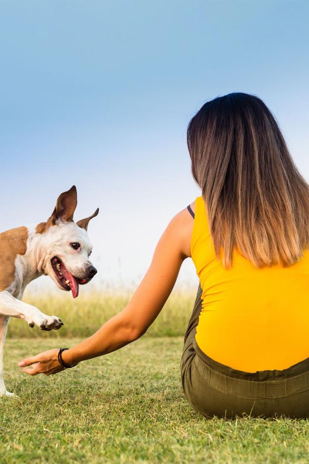 The Animal Communicator