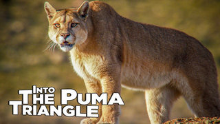 Into The Puma Triangle