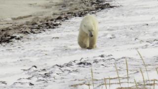 Polar Bear Polar Bear