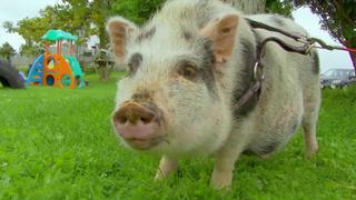 Our Favorite Furry Friends