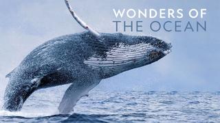 Wonders of the Ocean