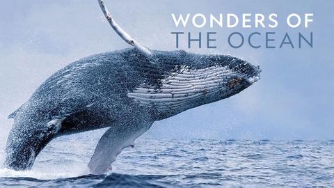 Wonders of the Ocean