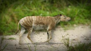 Wild Horses Wild Horses