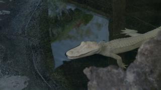 Ghost Gators Ghost Gators
