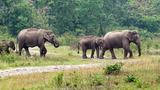 Indian Elephants
