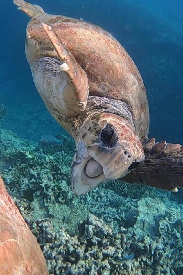 The Pet Collective: Viral Wild