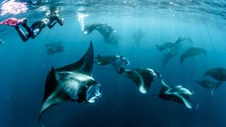 Kerstin and the Manta Rays