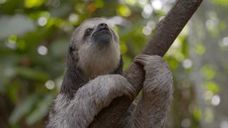 Monique and the Sloths